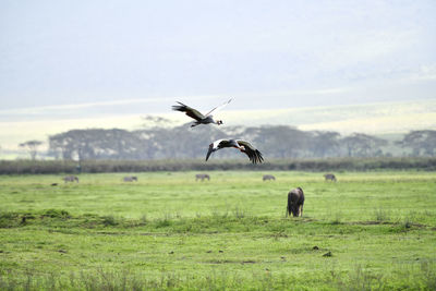 Bird flying over a field