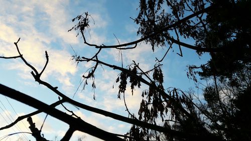 Low angle view of silhouette tree against sky