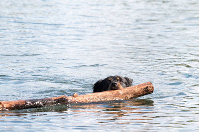 Border collie mix with stick in the water while playing