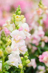 Close-up of pink flowering plant