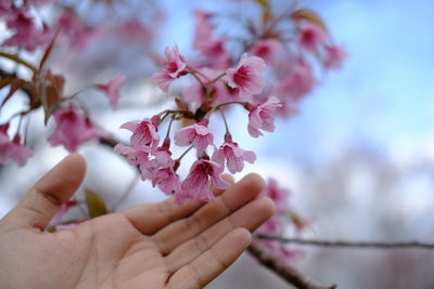 Close-up of hand holding cherry blossoms