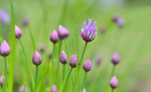 Close-up of pink flowering plants