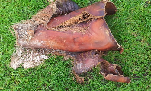 View of grassy field