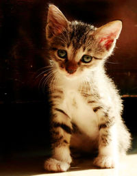 Close-up portrait of kitten sitting