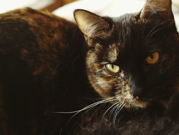 Close-up portrait of cat