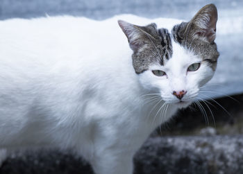 Close-up portrait of a cat