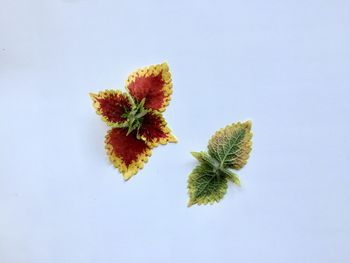 High angle view of plant against white background