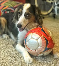 Close-up portrait of a dog