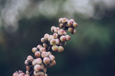 Close-up of plants growing outdoors