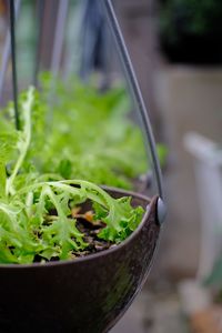 Close-up of potted plant in yard