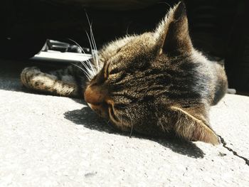 Close-up of cat sleeping