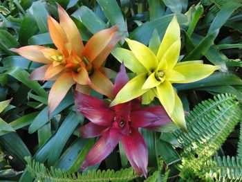 High angle view of bromeliads blooming on field
