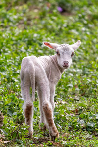 Portrait of an animal on field