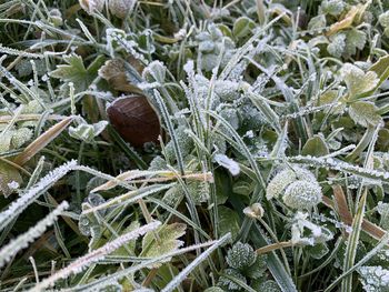 Close-up of frozen plants on field