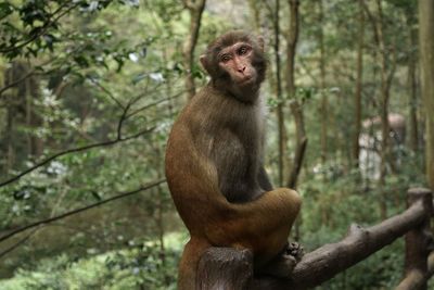 Monkey sitting on tree in forest