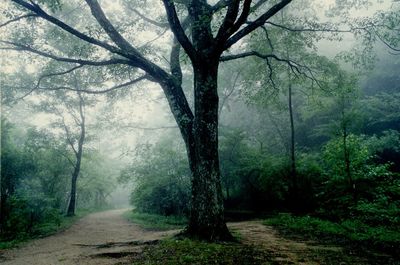 Road passing through forest