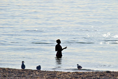 Silhouette ducks swimming in lake