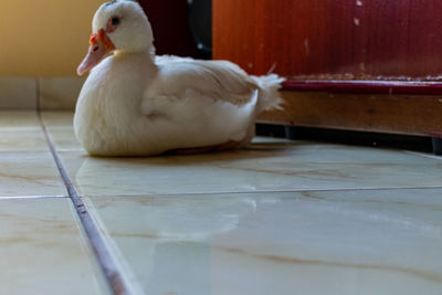 Close-up of white birds on tiled floor
