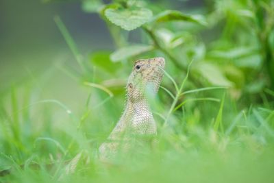 Close-up of a lizard on a land