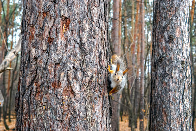 View of squirrel on tree trunk