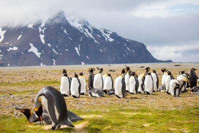 Penguins on field against cloudy sky during winter