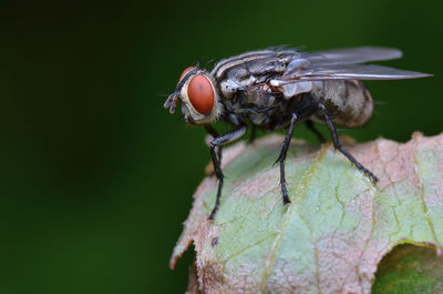 Close-up of insect on leaf