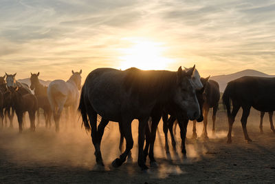 Cows on field against sky during sunset