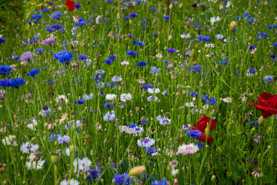 Close-up of purple flowering plants on field