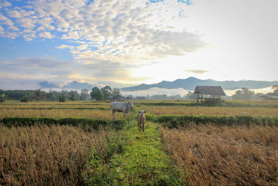 Scenic view of agricultural field against sky