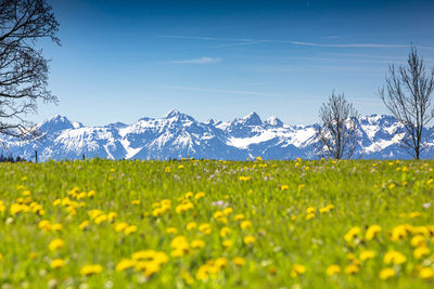 Scenic view of grassy field against cloudy sky