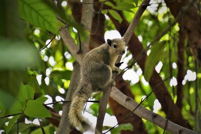 Low angle view of a squirrel sitting on tree