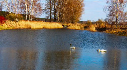 View of swans floating in lake