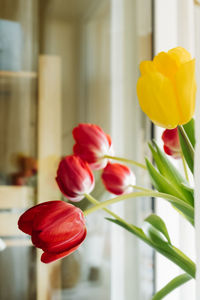 Fresh flowers in the home interior. lush tulips red and yellow on window. spring awakening