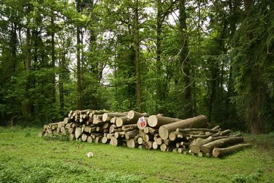 Trees in forest