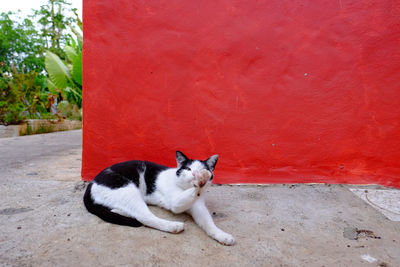 Cat lying on red wall