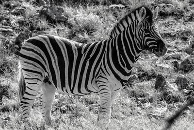 Side view of zebra standing on field