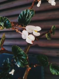 Close-up of flowers blooming outdoors