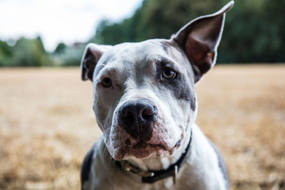 Close-up portrait of dog on field