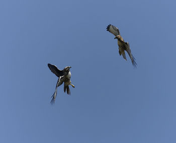 Low angle view of eagle flying in sky