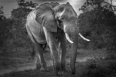 Portrait of elephant in forest 