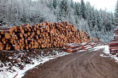 Stack of logs in forest