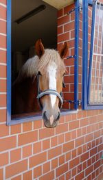 Close-up portrait of horse in stable