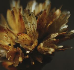 Close-up of flowers