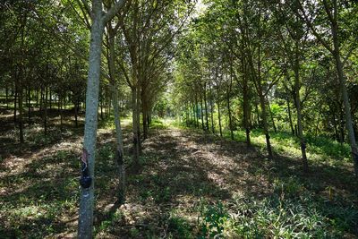 Trees in forest