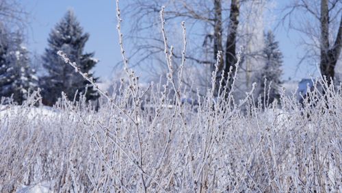 Frozen bushes in snow suzdal