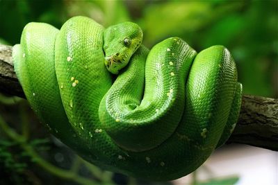 Close-up of green tree python curled on branch