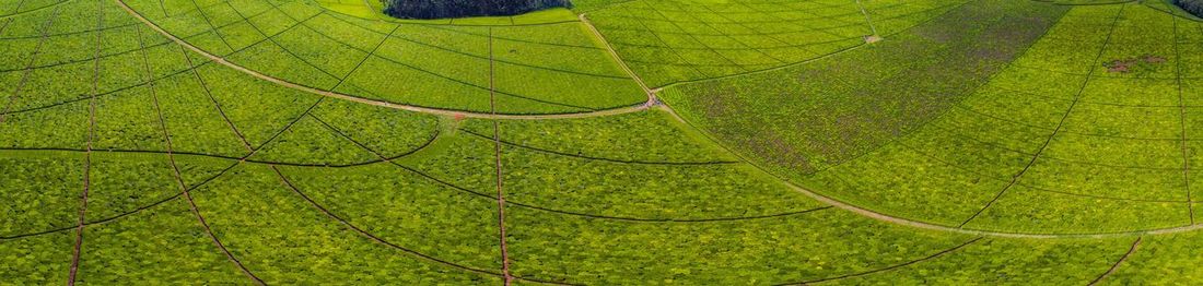 Green leaf growing in farm