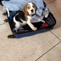 High angle view of puppy sitting on floor