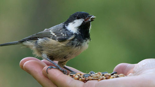 bird