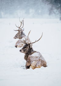 Reindeers on snow covered land during winter